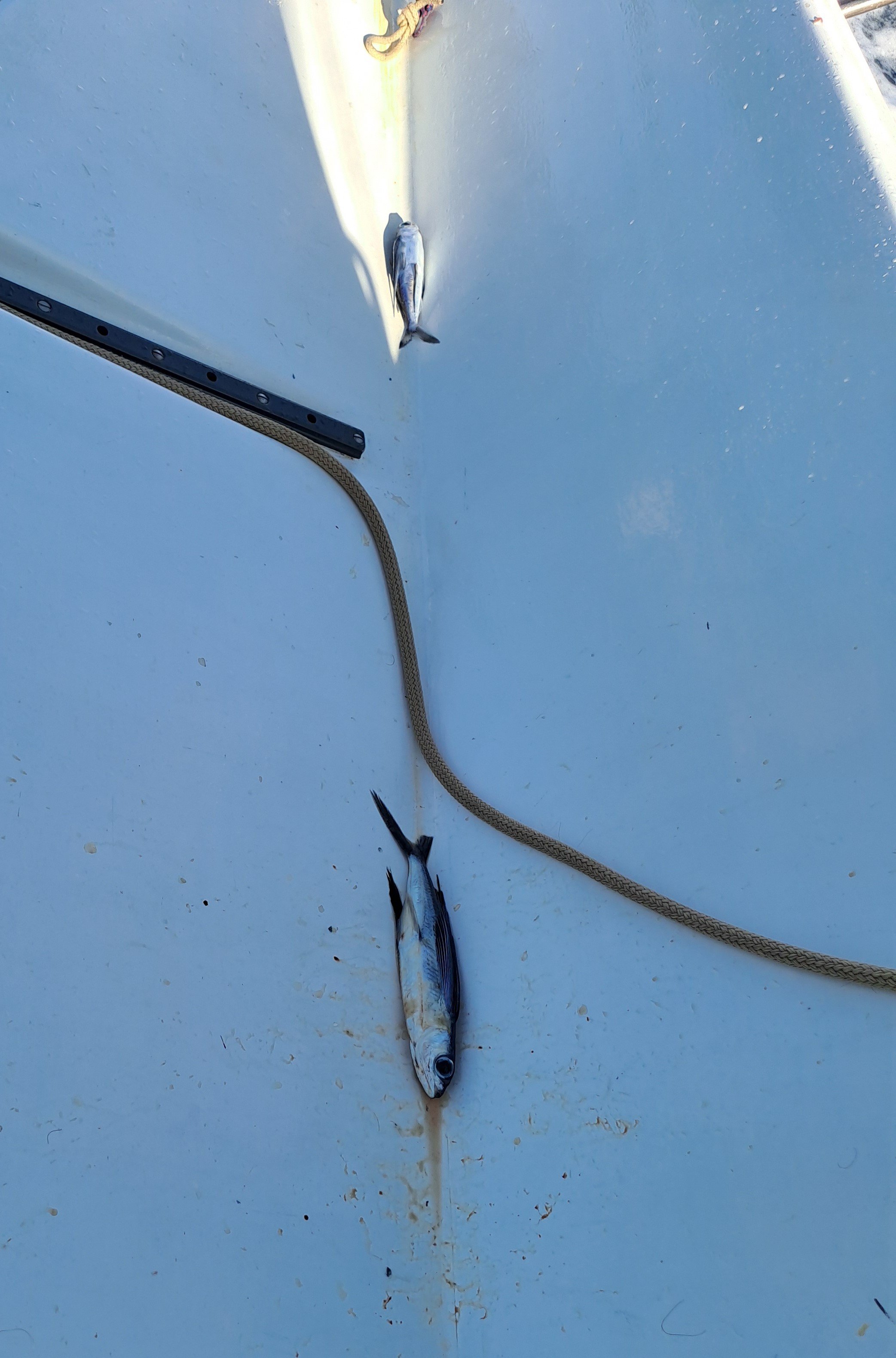 Mes 2 poissons volants