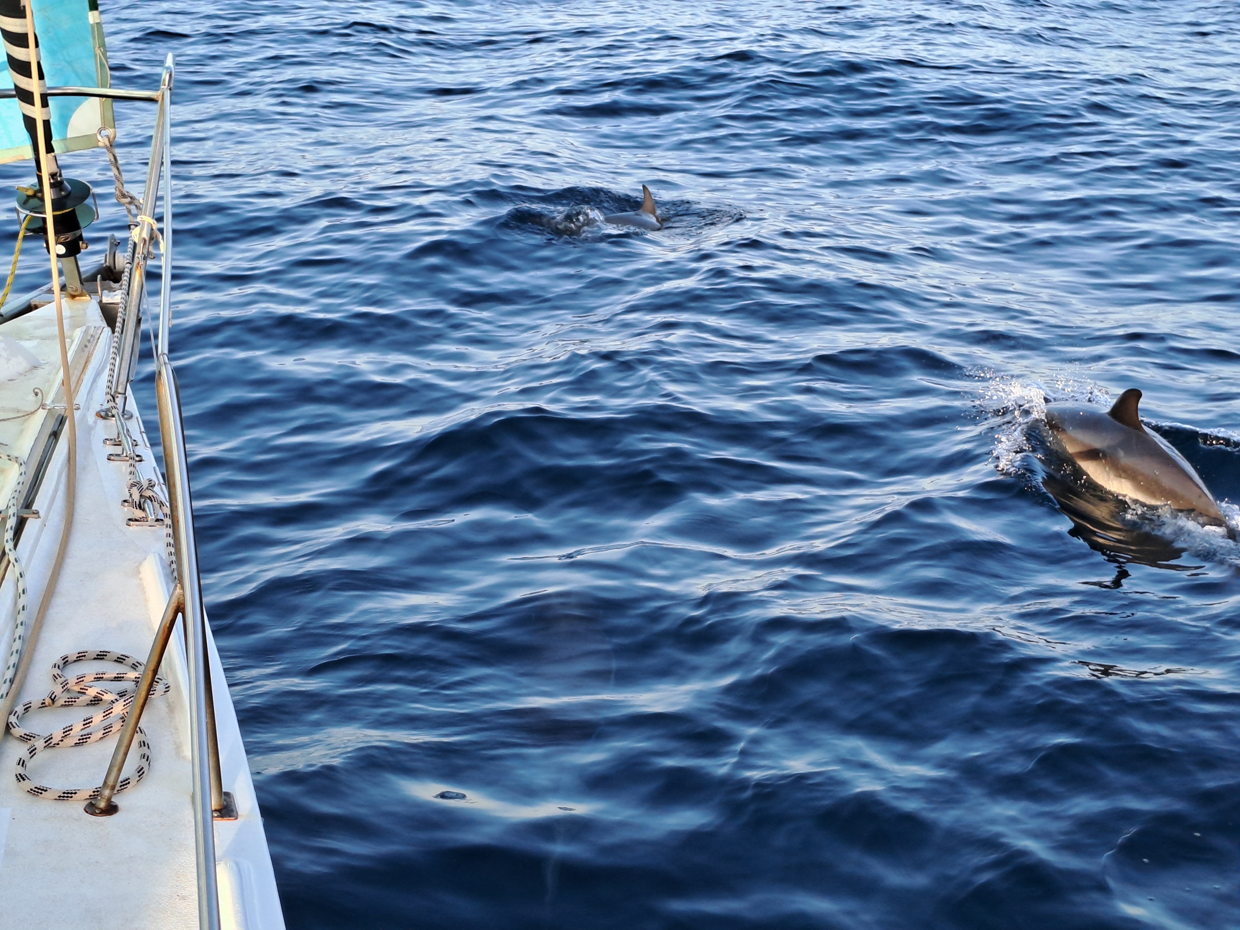 nos amis les dauphins mais je suis souvent dans le bateau alors pas facile de les observer !