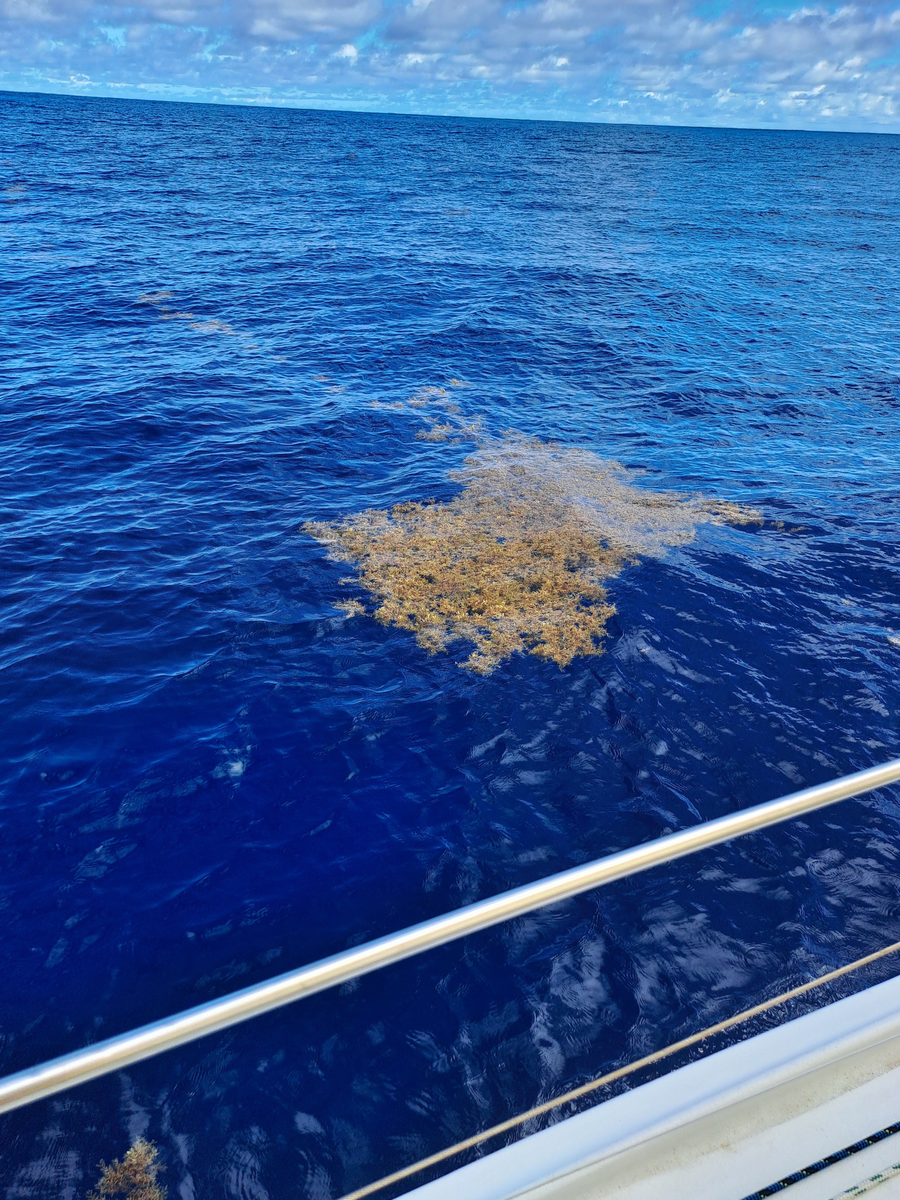 petit radeau de sargasses, il y en avait de beaucoup plus gros de la taille de 2 x le bateau. Ils m’ont empêché de progresser correctement pendant 2 jours et m’ont fait profiter un peu plus du pot au noir